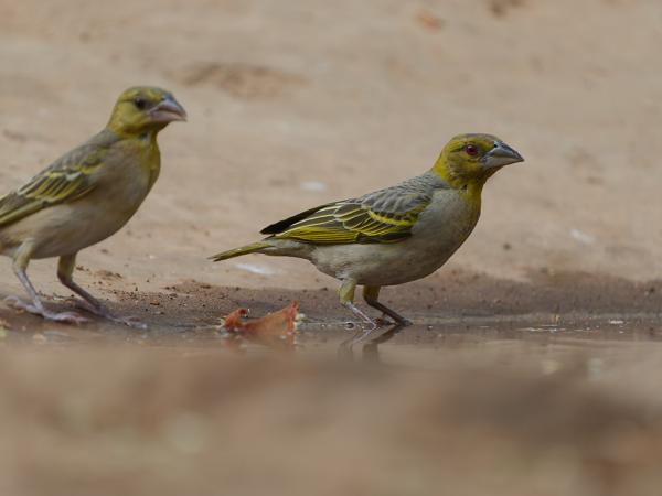 <h3><a href="/trips/gambia/biota/animalia/chordata/aves/040 passeriformes/114 ploceidae/ploceus cucullatus/ploceus cucullatus-nl.html">Ploceus&nbsp;cucullatus</a> / Village&nbsp;weaver / Grote&nbsp;textorwever</h3>OM-1 Mark II met OLYMPUS M.150-400mm F4.5, 1/2000 sec  bij F4.5, ISO 1600, afstand 6.33&nbsp;m